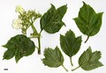 SpeciesSub: var. calvescens